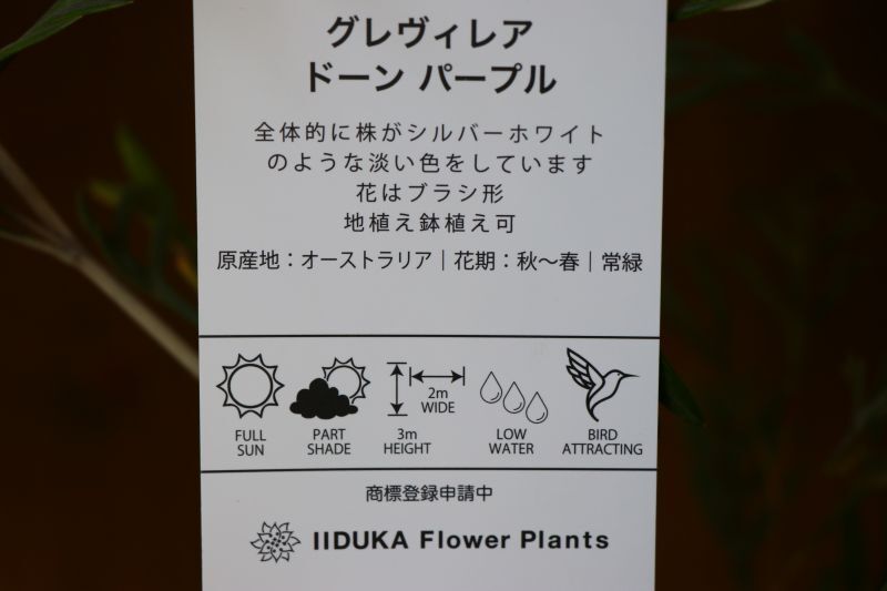 グレビレア ドーンパープル 5号 - Plants Garden EVE